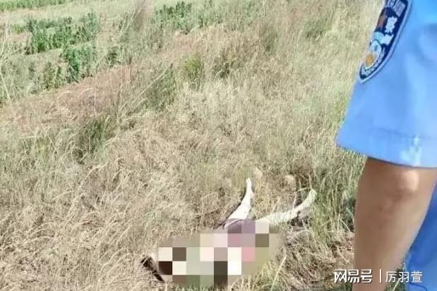 2002年人抛尸案：女子提出发生关系被拒开云体育 开云平台争吵中被男子活活闷死(图5)