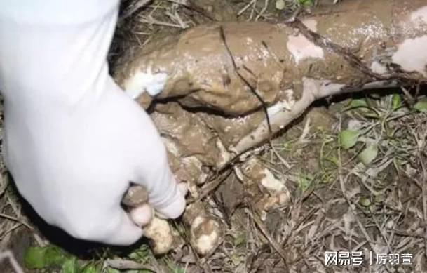 2002年人抛尸案：女子提出发生关系被拒开云体育 开云平台争吵中被男子活活闷死(图6)
