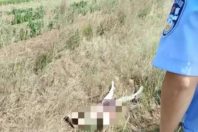 开云 开云体育官网重庆2002年抛尸案：女子主动被拒争吵中被男子闷死抛尸(图5)