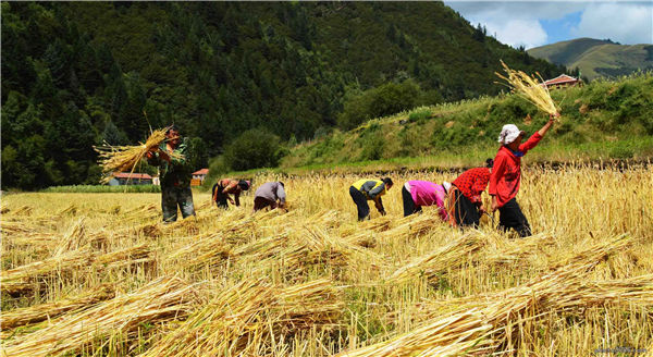开云APP 开云官网入口【领航新征程】江苏秋收过八成 粮食烘干设备让农户放心省心